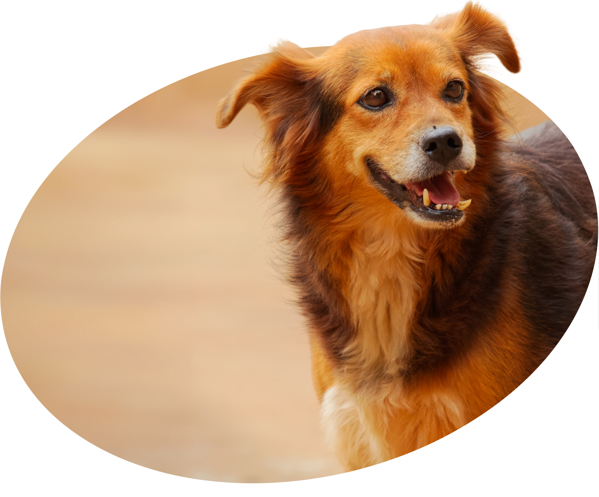Imagem de um dos cachorros do abrigo. Ele possui pelos amarronzados com manchas mais claras no peito. Com a boca levemente aberta, ele olha para a direita.