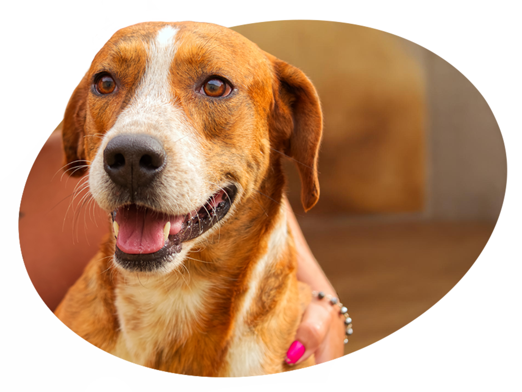 Imagem de um cachorro do abrigo. Ele está sendo abraçado por uma pessoa. Sua cor é caramelo com manchas brancas pelo corpo.