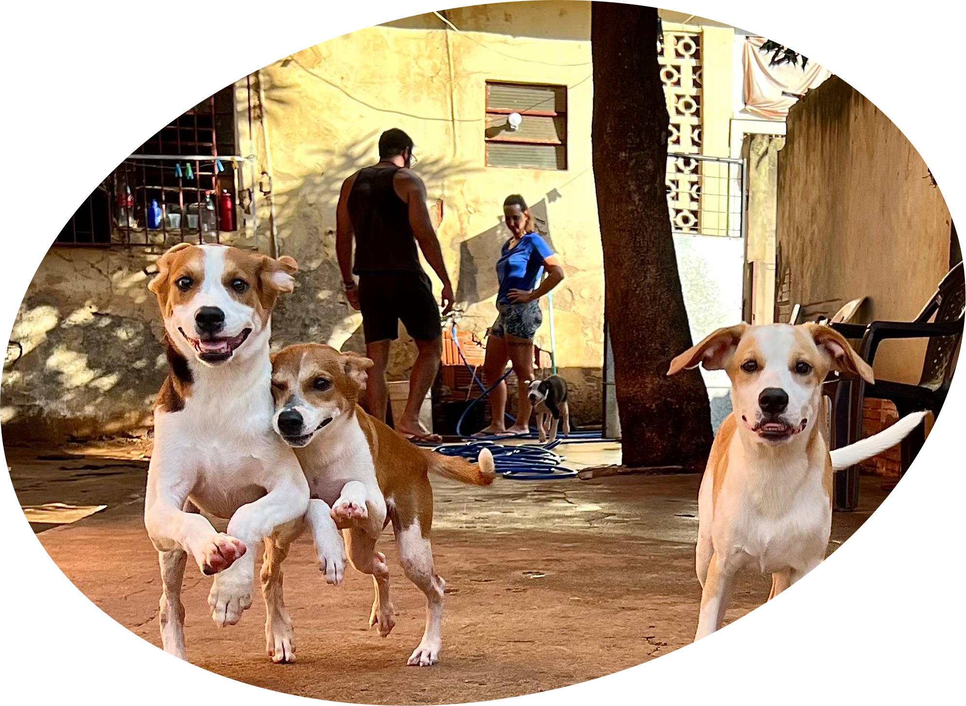 Três cachorros correndo em direção à câmera. Dois voluntários aparecem ao fundo.